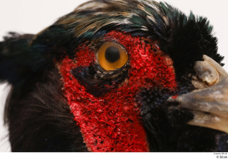 Pheasant  2 eye 0007.jpg